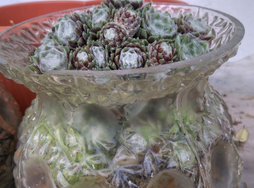  - Cactusi si suculente 2019