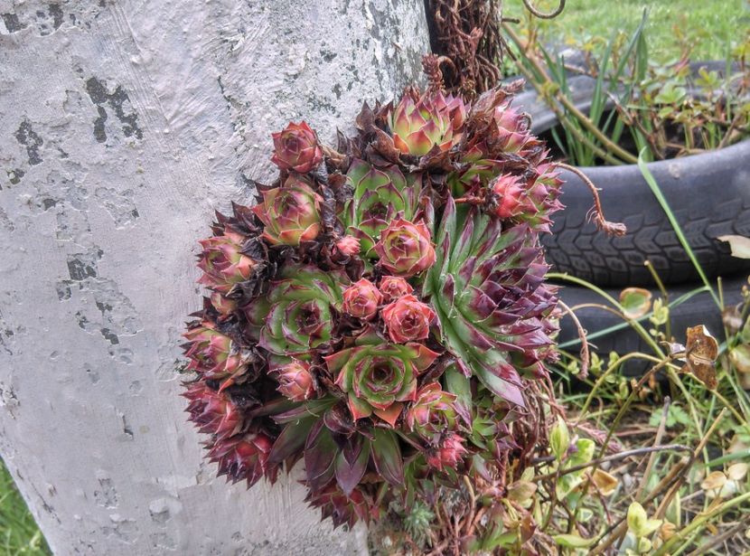  - Cactusi si suculente 2019