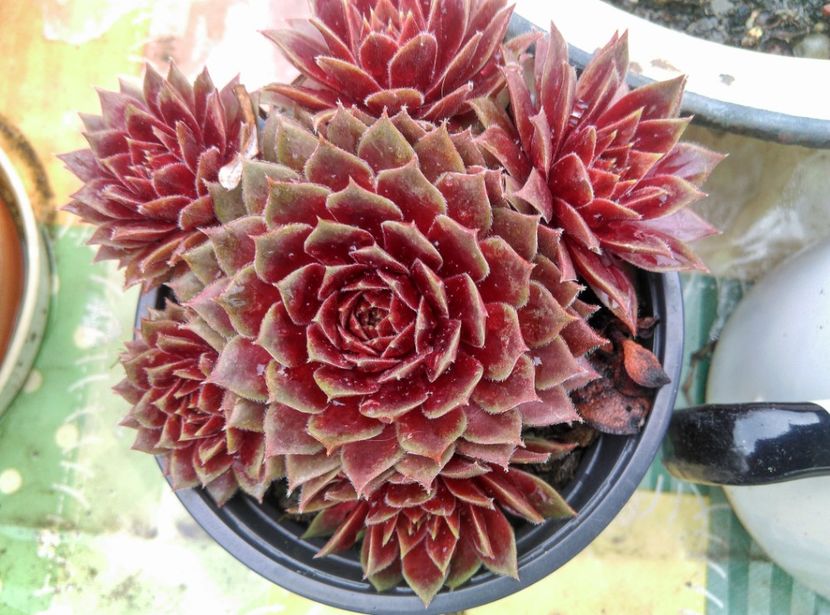  - Cactusi si suculente 2019