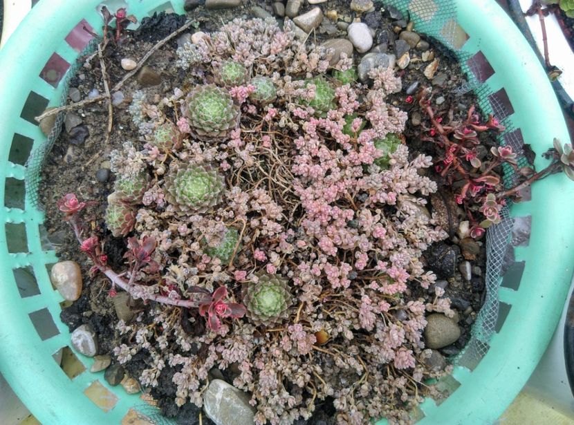  - Cactusi si suculente 2019