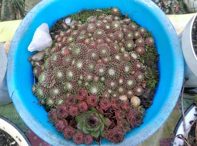  - Cactusi si suculente 2019