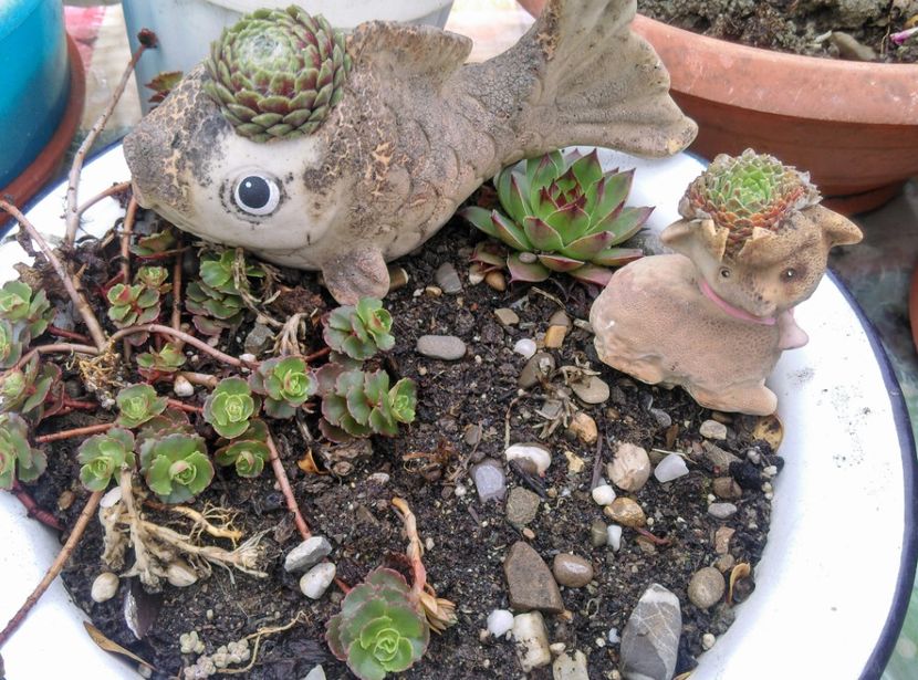  - Cactusi si suculente 2019