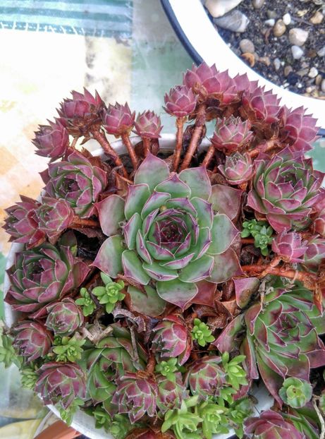  - Cactusi si suculente 2019