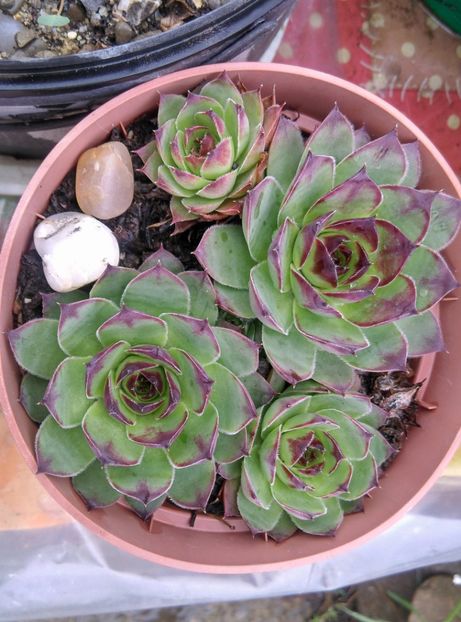  - Cactusi si suculente 2019