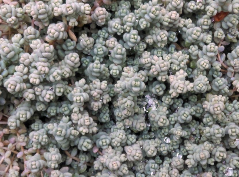  - Cactusi si suculente 2019