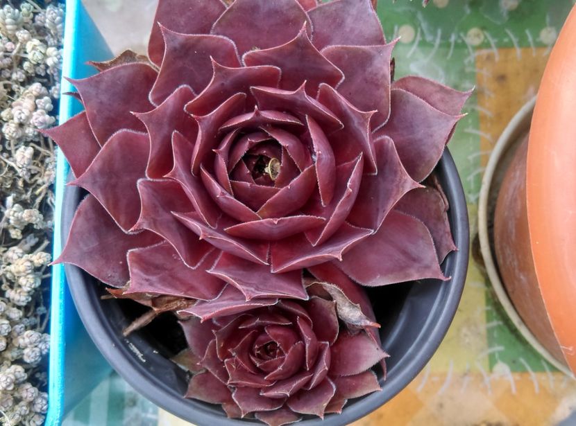  - Cactusi si suculente 2019