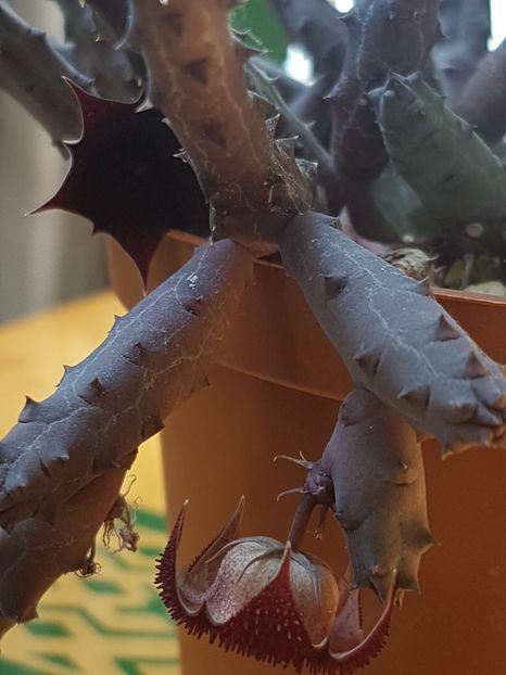 Huernia pendula - Stapeliade 2018-2021-2022-2024-2025