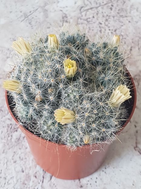 Mammillaria prolifera - Cactusi si plante suculente 2017-2018-2019