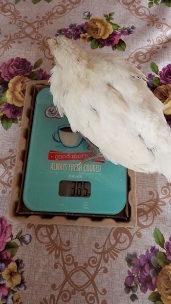  - 4 săptămâni