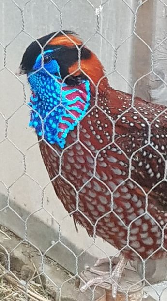 56532424_381028392625847_1793238331723612160_n (1) - FAZANI