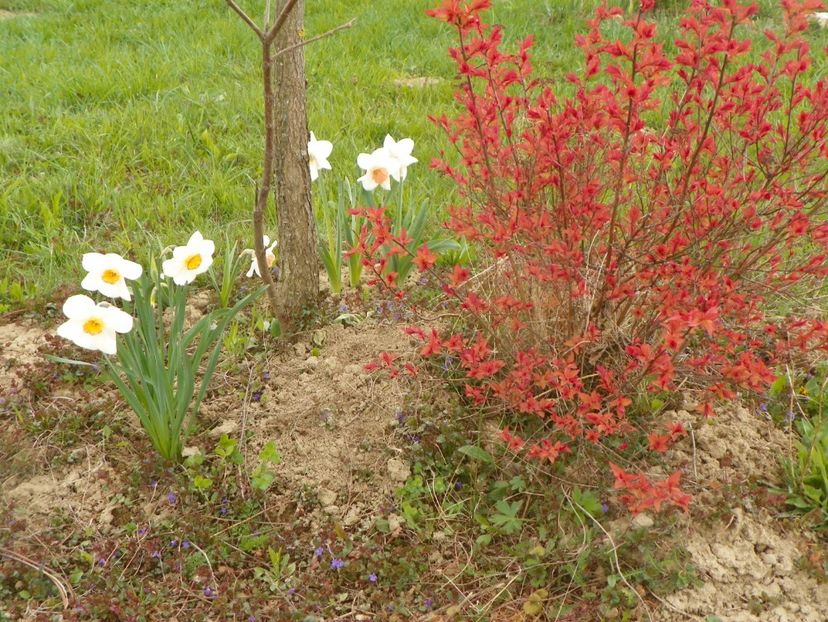 narcise Barrett Browning, Accent si spiraea Firelight - z-Dobarland 2019