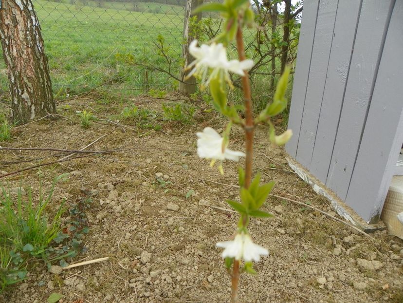 lonicera fragrantissima - z-Dobarland 2019