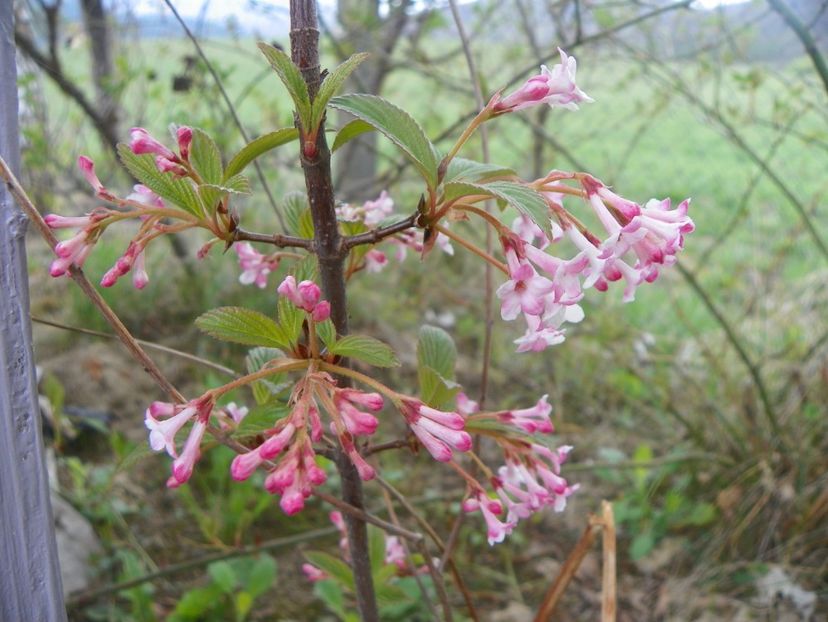 viburnum bodnantense Dawn - z-Dobarland 2019