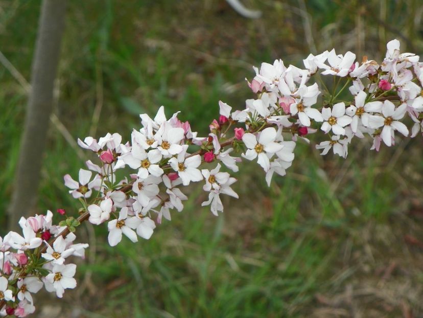spiraea Fujino Pink - z-Dobarland 2019