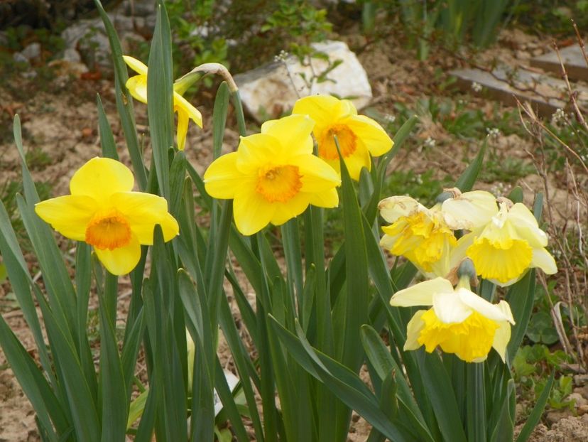 narcise Delibes si Frileuse - z-Dobarland 2019