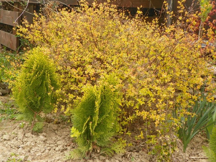 thuja Aurea Nana si spiraea Goldmound - z-Dobarland 2019