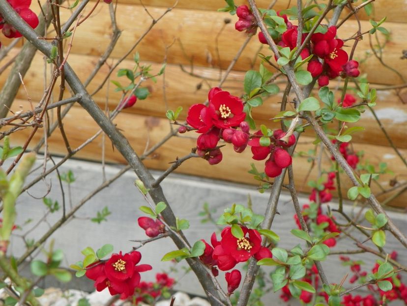 chaenomeles Crimson and Gold - z-Dobarland 2019