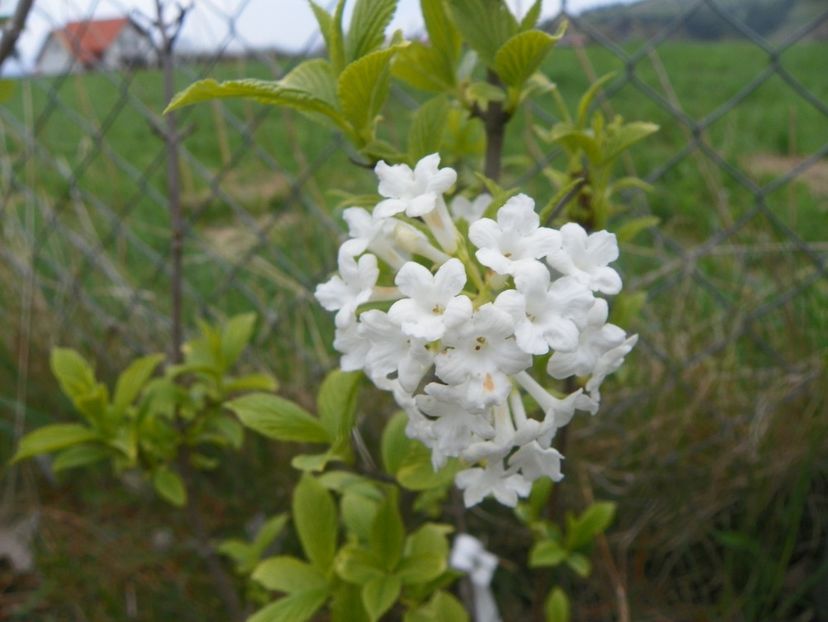 viburnum farreri Candidissimum - z-Dobarland 2019