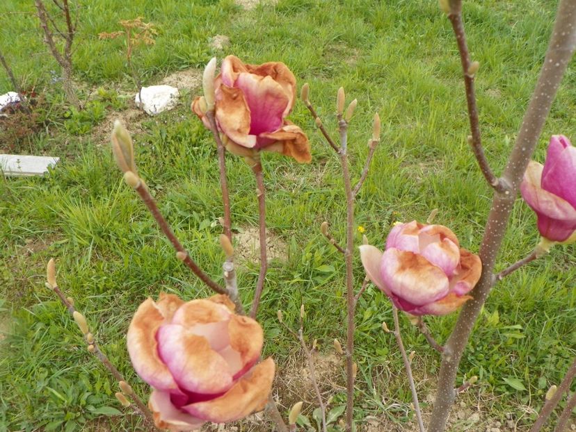 magnolia Rustica Rubra - z-Dobarland 2019
