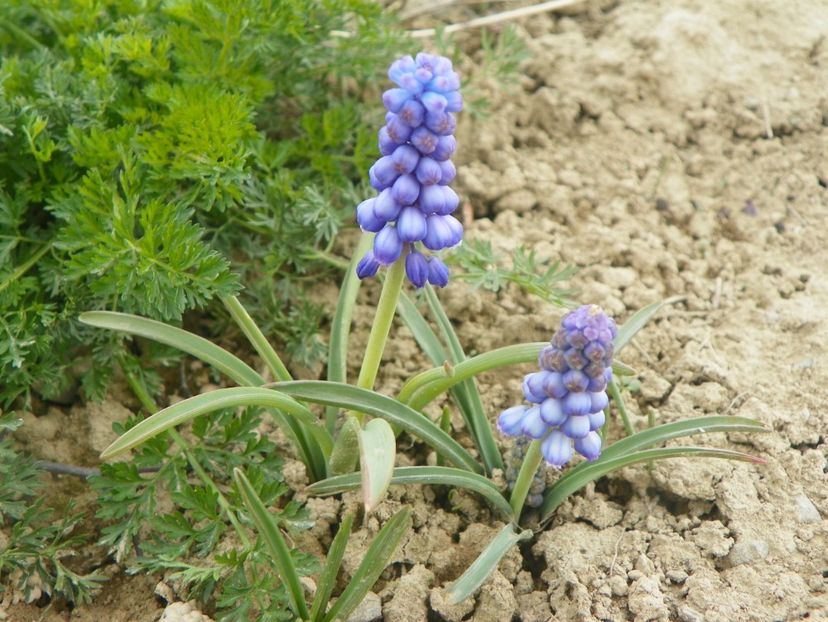 muscari armeniacum - z-Dobarland 2019