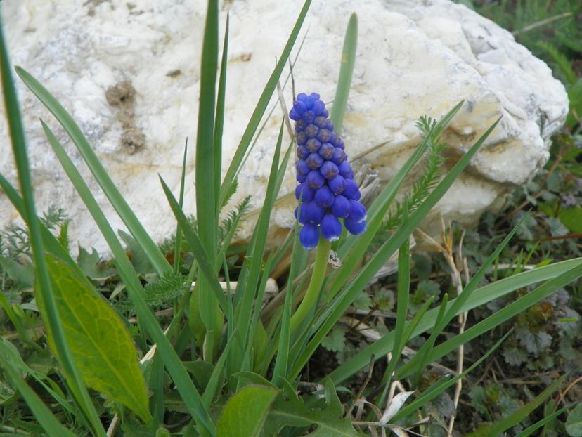 muscari armeniacum - z-Dobarland 2019