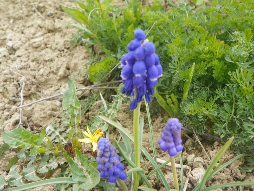muscari armeniacum - z-Dobarland 2019