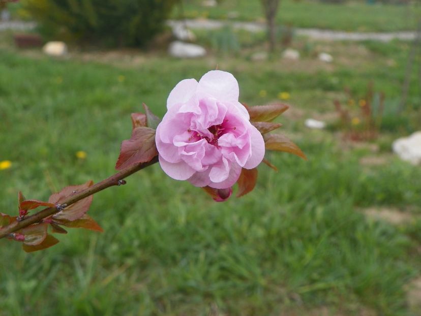 prunus x blireana - z-Dobarland 2019
