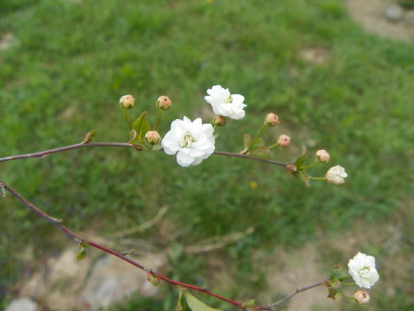 spiraea prunifolia Plena - z-Dobarland 2019