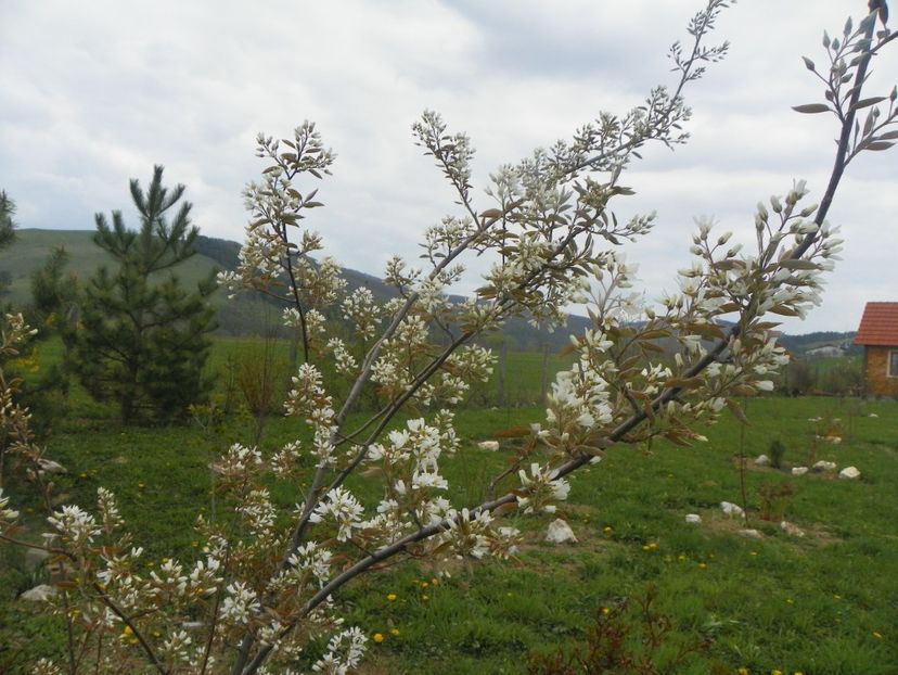 amelanchier lamarckii - z-Dobarland 2019
