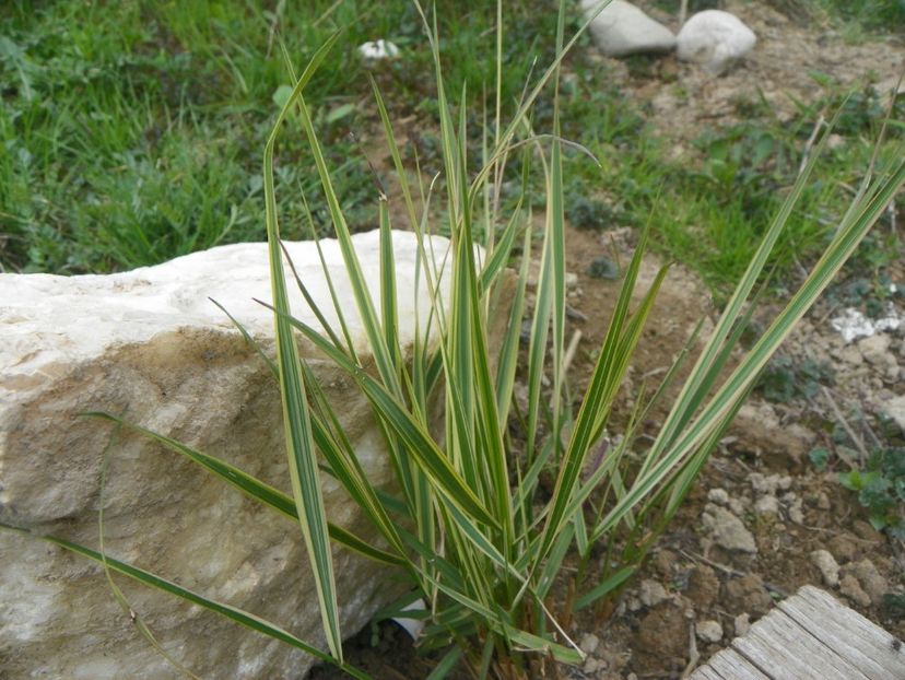 calamagrostis x acutiflora Overdam - z-Dobarland 2019