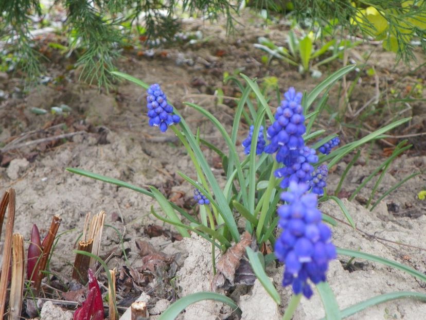 muscari armeniacum - z-Dobarland 2019