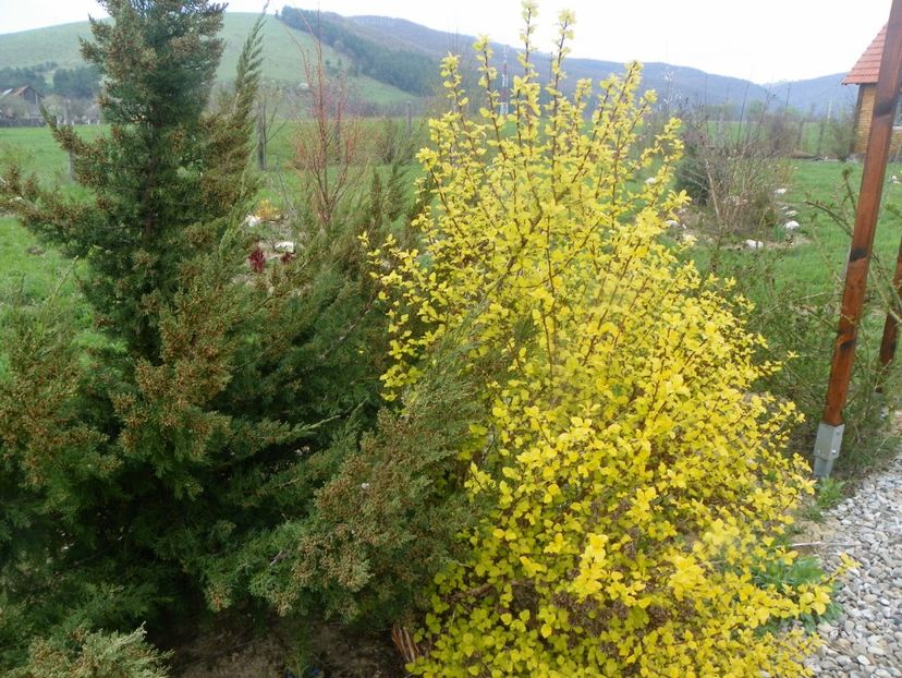 physocarpus Dart's Gold - z-Dobarland 2019
