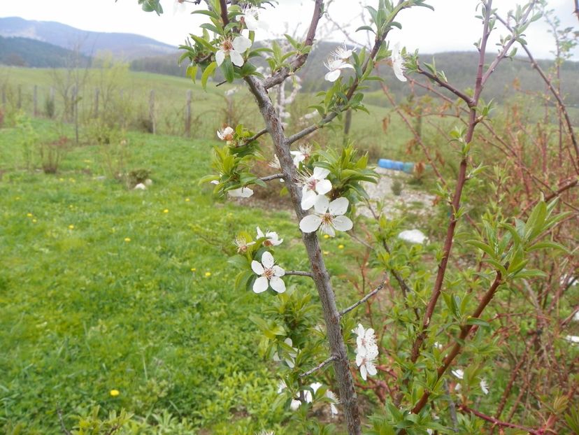 prunus spinosa? - z-Dobarland 2019