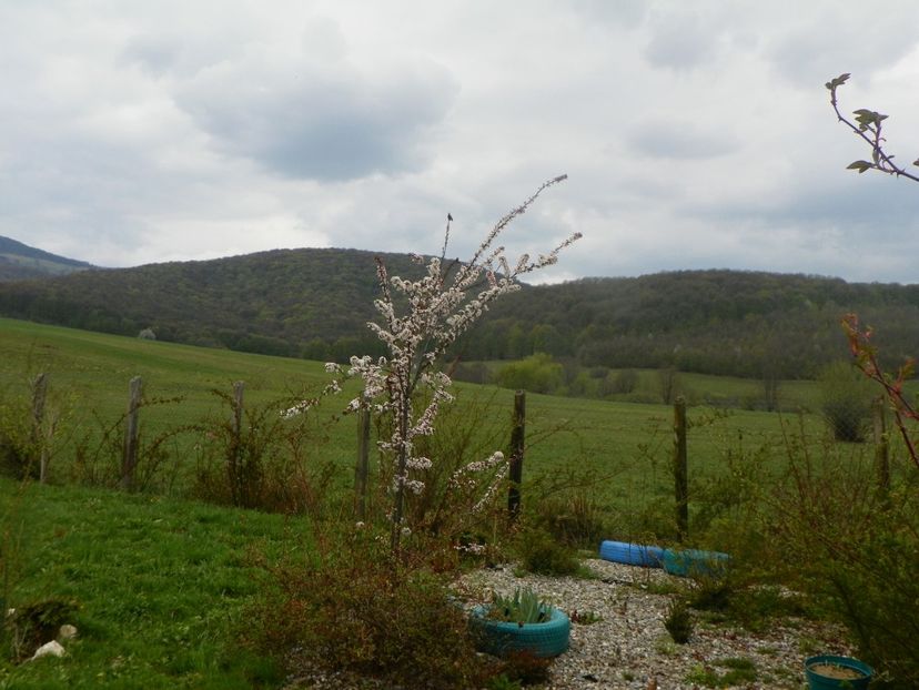 prunus Trailblazer - z-Dobarland 2019