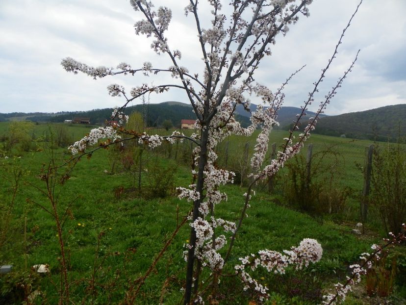 prunus Trailblazer - z-Dobarland 2019