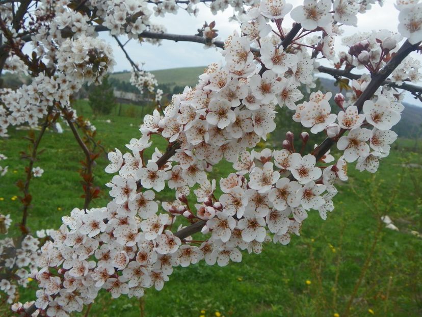 prunus Trailblazer - z-Dobarland 2019