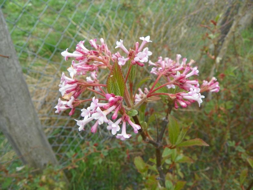 viburnum bodnantense Dawn - z-Dobarland 2019