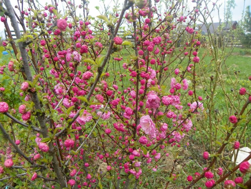 prunus triloba - z-Dobarland 2019