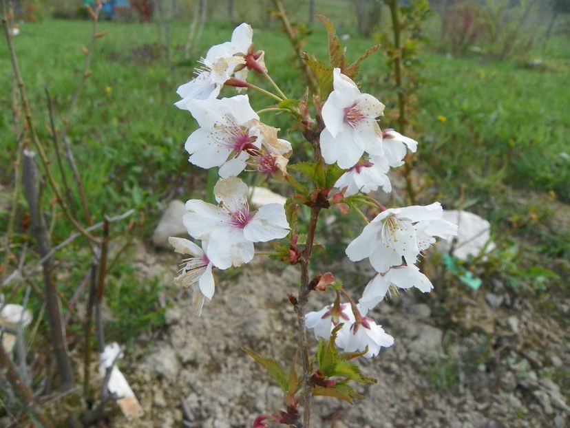prunus nipponica Brilliant - z-Dobarland 2019