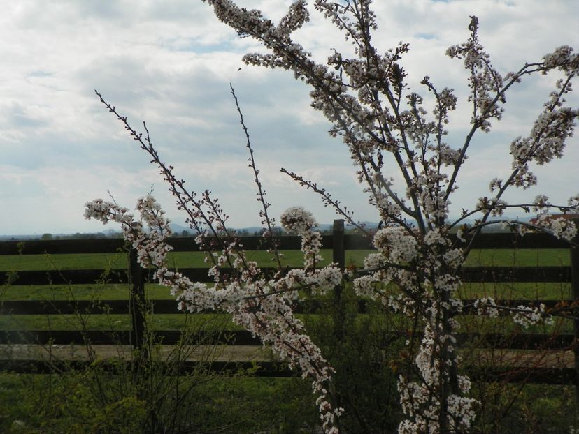 prunus Trailblazer - z-Dobarland 2019