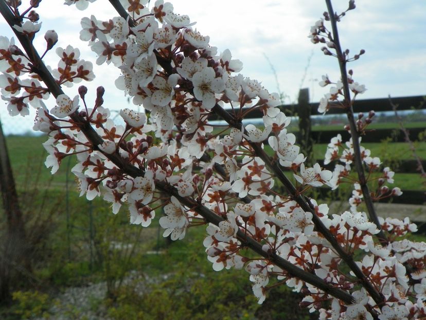 prunus Trailblazer - z-Dobarland 2019