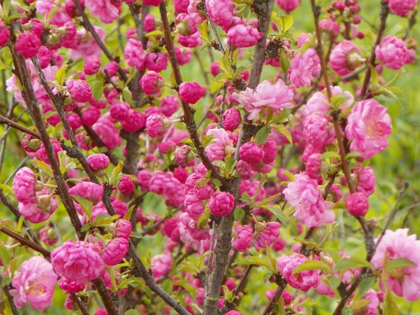 prunus triloba - z-Dobarland 2019