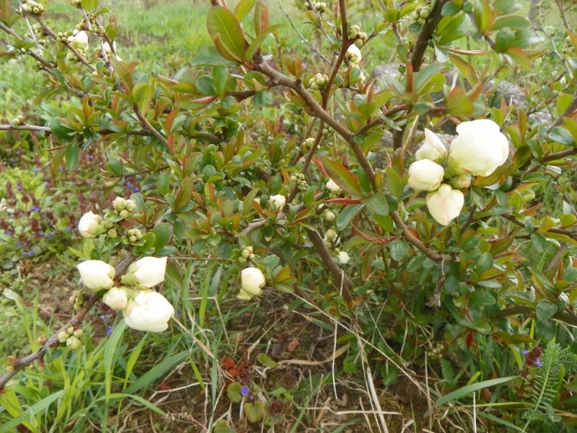 chaenomeles Nivalis - z-Dobarland 2019