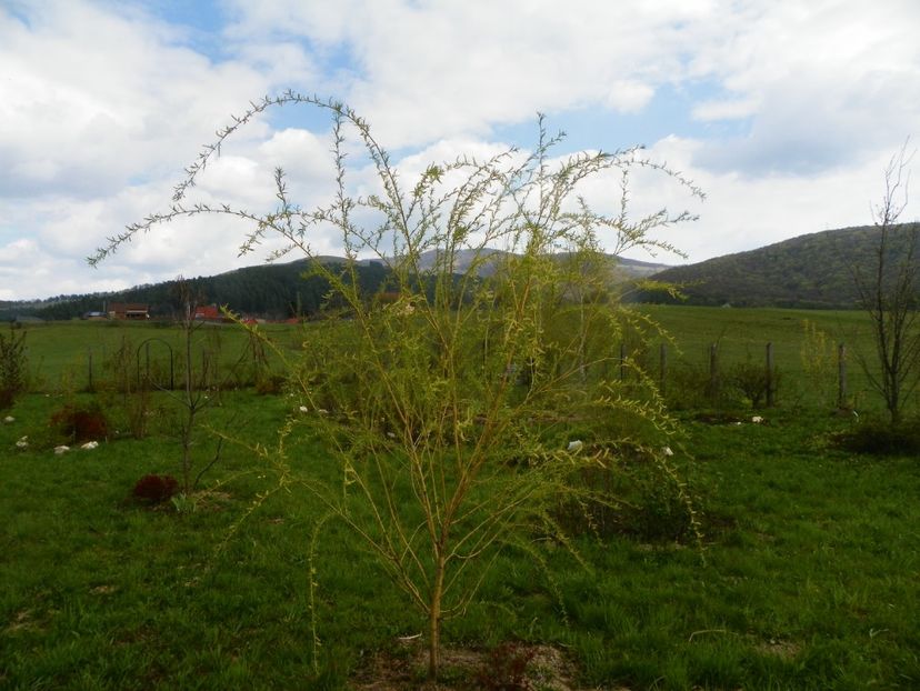 salix babylonica - z-Dobarland 2019