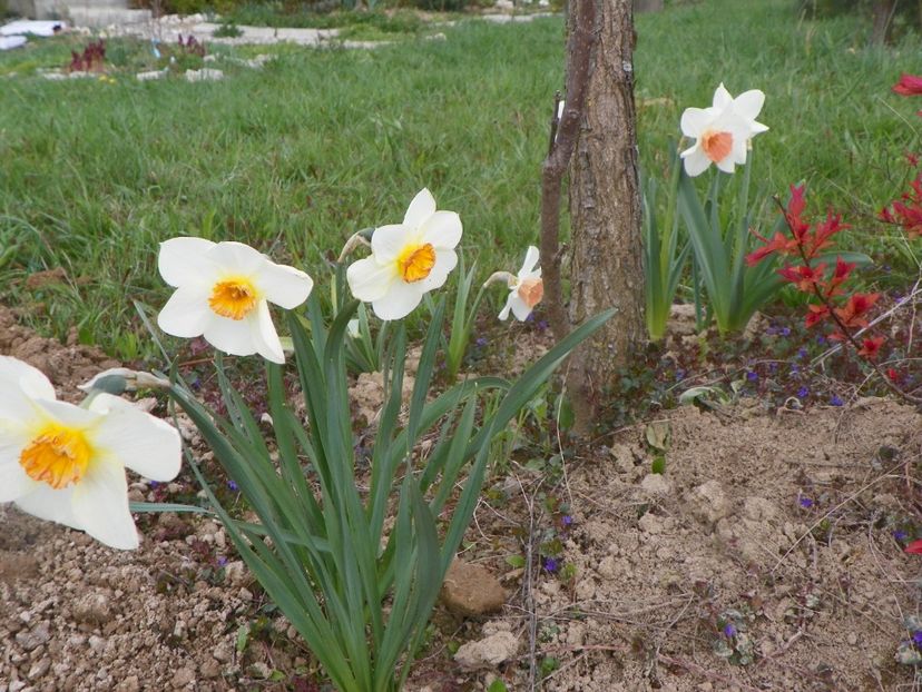 narcise Barrett Browning si Accent - z-Dobarland 2019