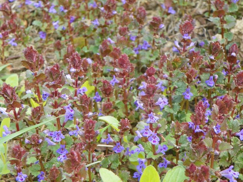 glechoma hederacea - z-Dobarland 2019
