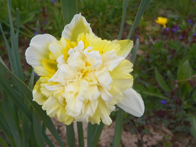 narcisa White Cheerfulness - z-Dobarland 2019