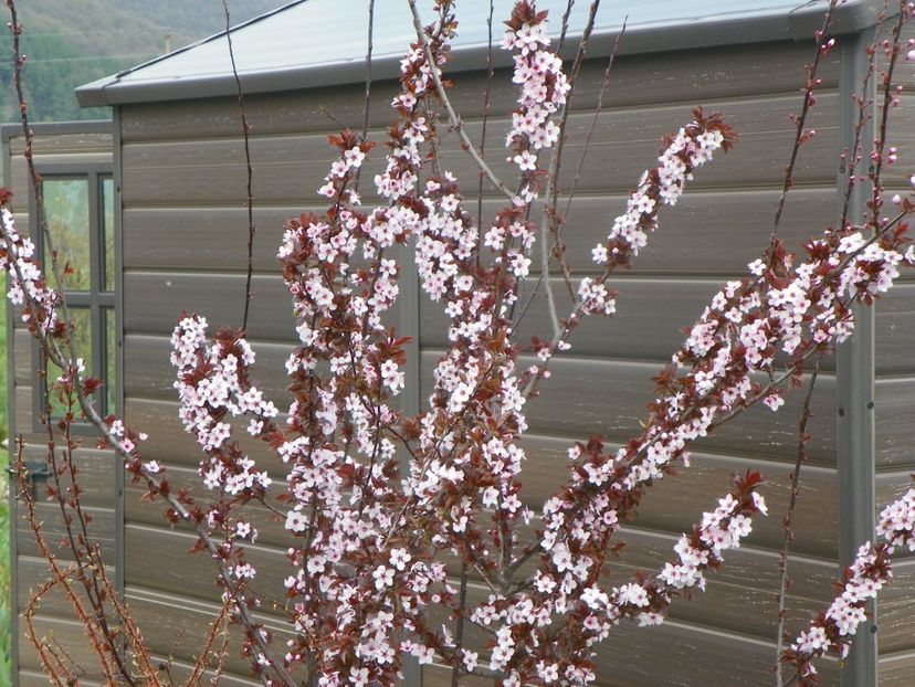 prunus cerasifera Nigra - z-Dobarland 2019