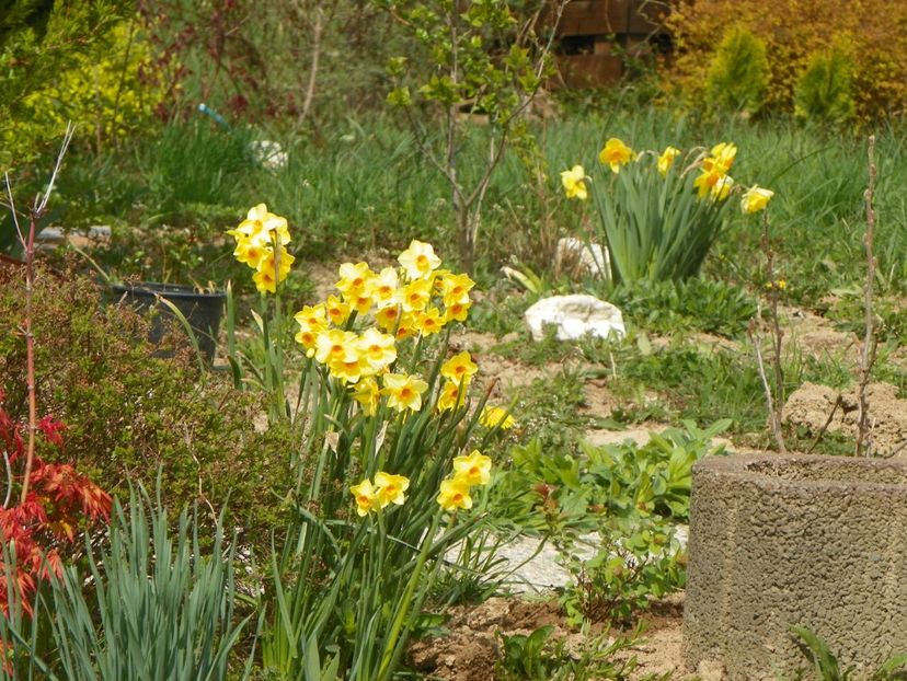 narcise Suzy si Delibes - z-Dobarland 2019