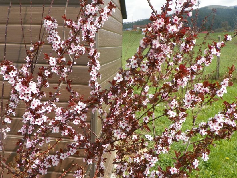 prunus cerasifera Nigra - z-Dobarland 2019